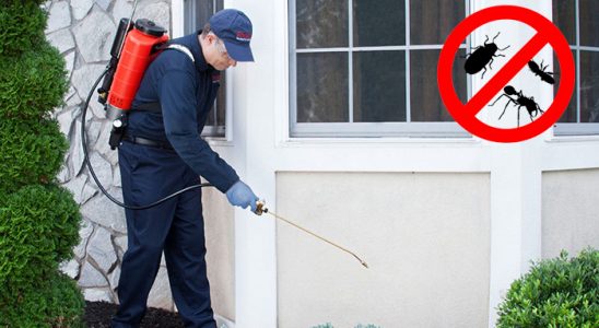 Küçükyalı Uçan Haşere İlaçlama böcek ilaçlama ve haşere kontrolü — ilaclama-tr.com